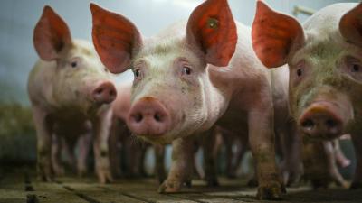 It Takes the Fat From 8,800 Pigs to Power a Transatlantic Flight