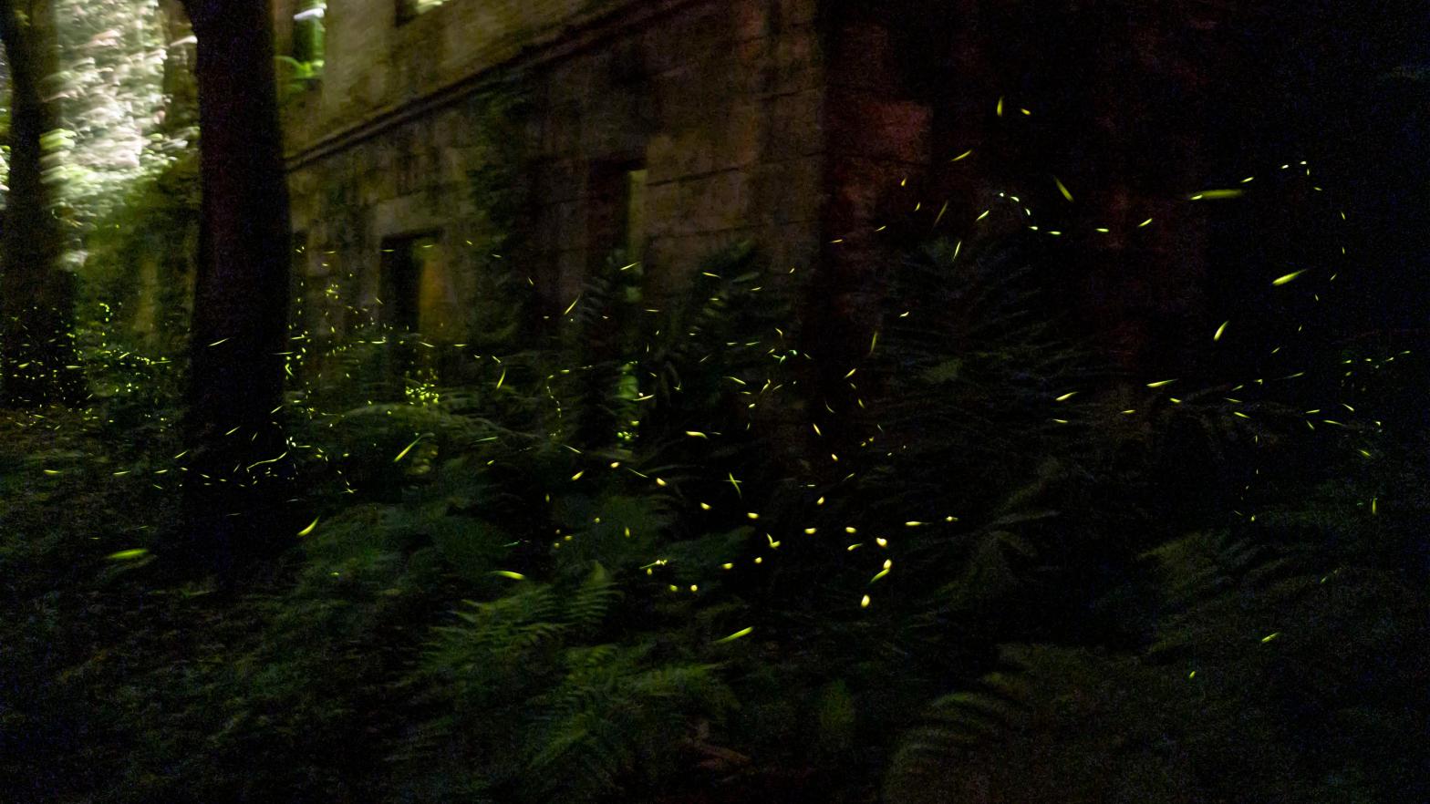 A flurry of fireflies (a bioluminescent beetle) in Taiwan. (Photo: Lam Yik Fei, Getty Images)