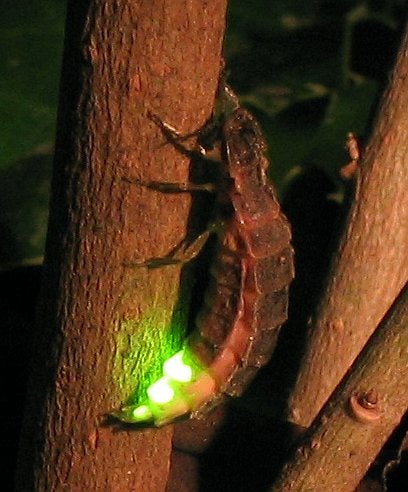 Glow-Worms Can’t Find Their Spark Under Harsh Light Pollution
