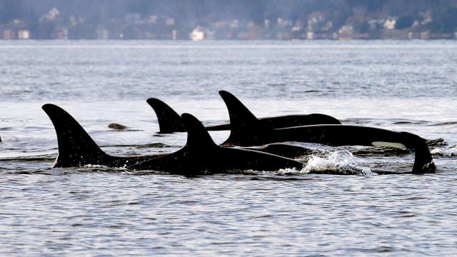 What Are the Orcas Planning Next?