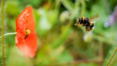 Slightly Lost Bumblebees Use Scent to Find Their Way Home