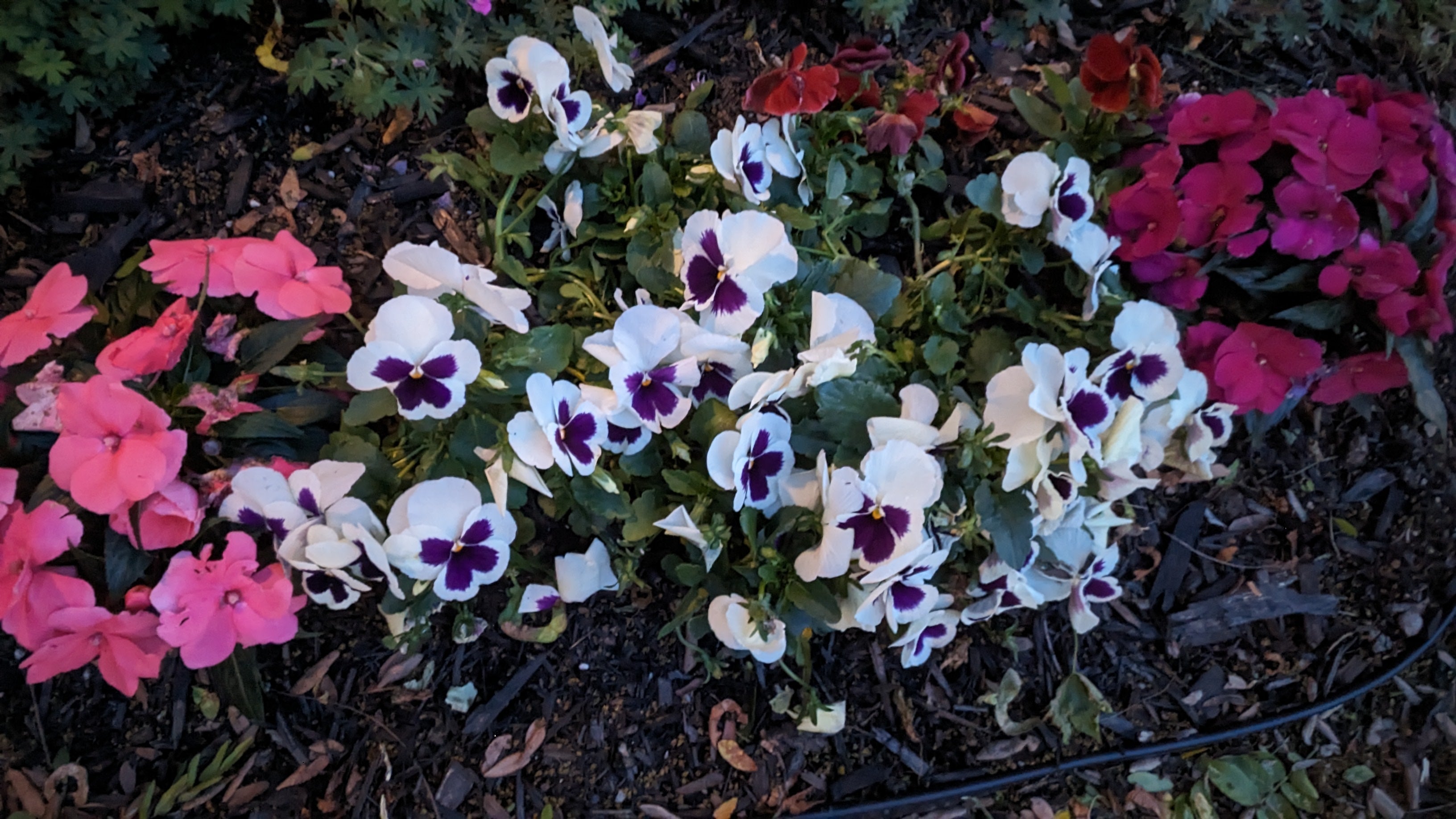 The Pixel Tablet can take advantage of Google's many AI-powered camera tricks, including Night Sight, which did an admirable job at capturing flowers after the sun had set. (Photo: Andrew Liszewski | Gizmodo)