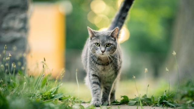Humans Might Be Fuelling the Spread of a Cat-Loving, Mind-Altering Parasite