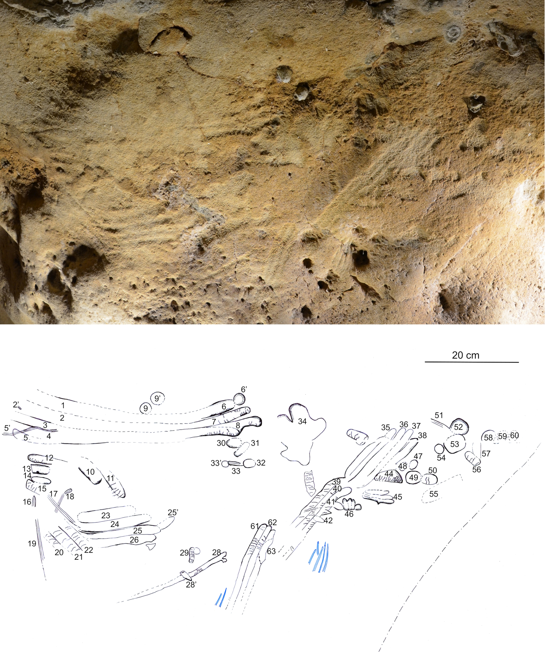57,000-Year-Old Cave Engravings Were the Work of Neanderthals, Researchers Say