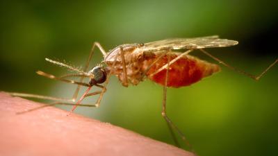 Malaria Makes a Comeback in Florida and Texas