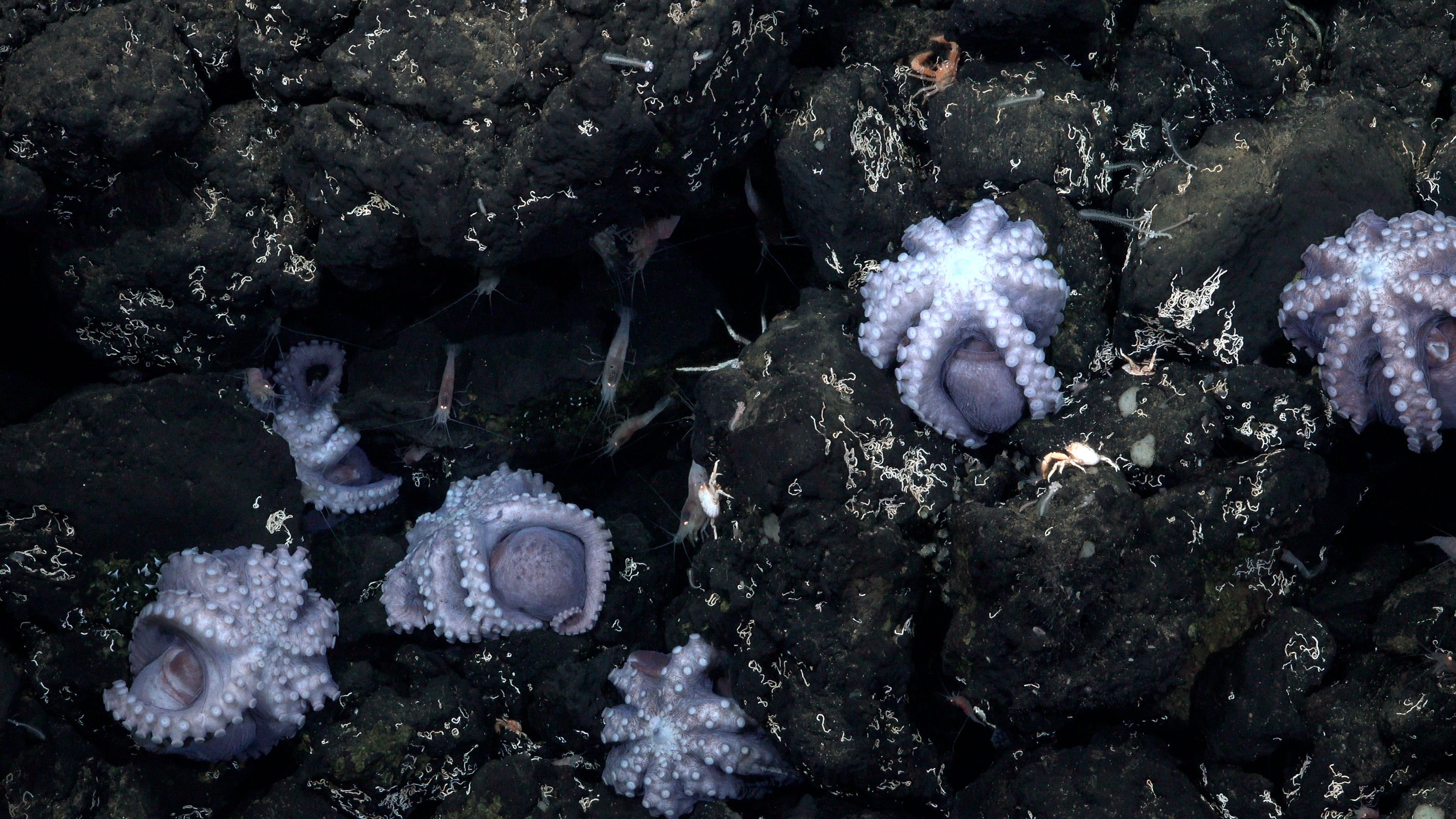 This is the second site that scientists found brooding octopuses gathering to protect their eggs. (Image: Schmidt Ocean Institute)
