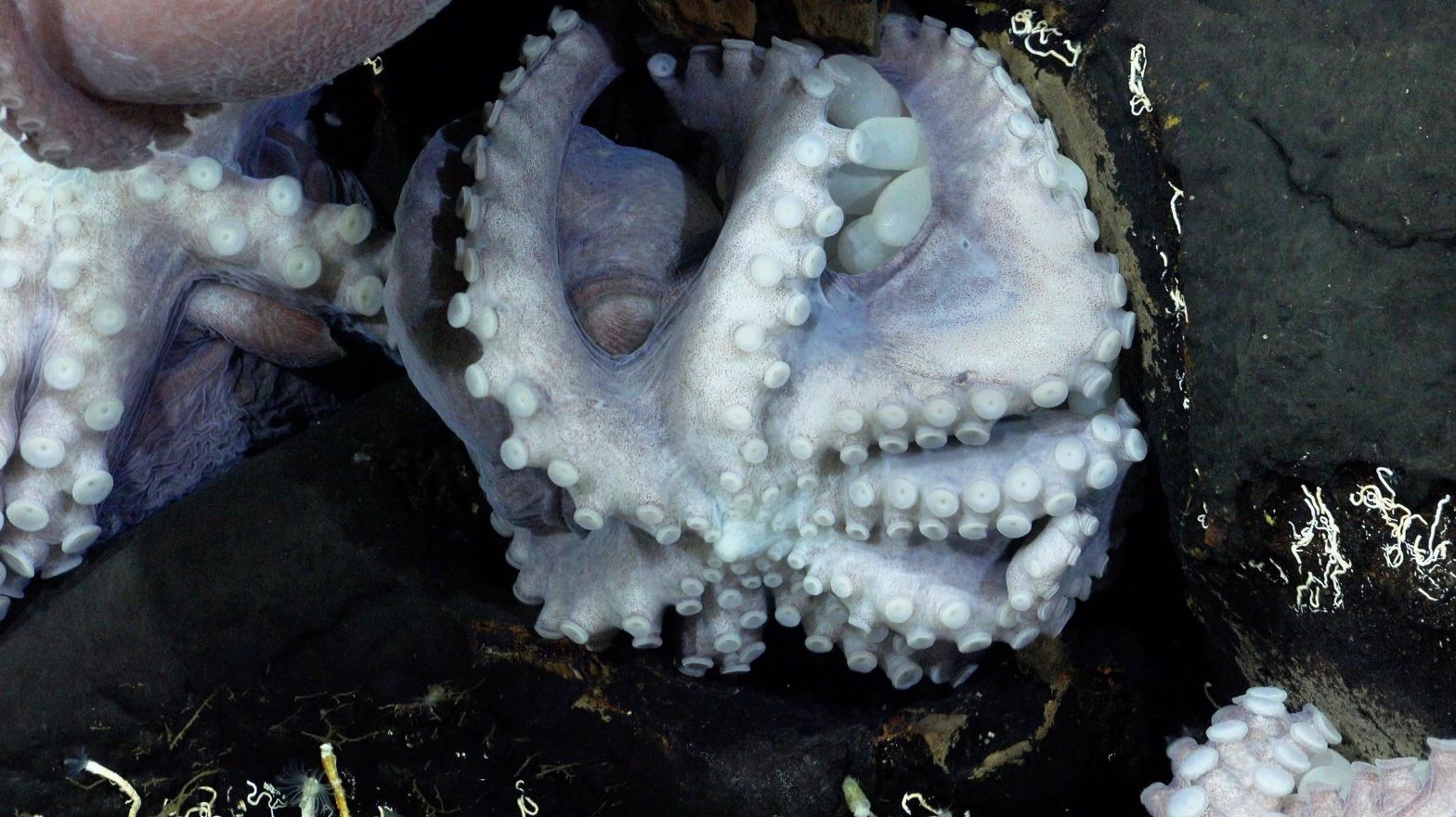 The team's expedition found hundreds of octopuses protecting viable eggs in the Dorado Outcrop near Costa Rica. (Image: Schmidt Ocean Institute)