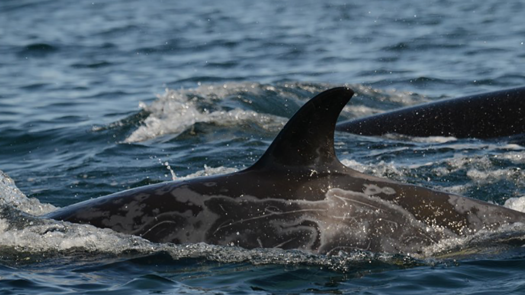 An example of the grey patches commonly found on killer whales in the area by researchers in this new study. (Image: Graydos, et al/PLOS-One)