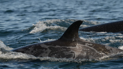 Endangered Orcas in the Pacific Northwest Are Battling a Mysterious Skin Disease