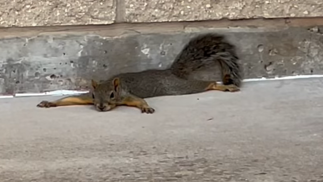 To Survive Extreme Heat, Squirrels Go ‘Sploot’