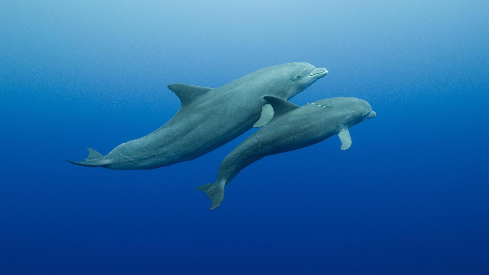 A bottlenose dolphin (Tursiops truncatus) mother and her calf. (Image: belizediversity, Shutterstock)