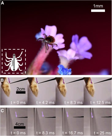 A photo series showing the static-boosted leaps of castor bean ticks in the team's experiments. (Image: England, et al/Current Biology)