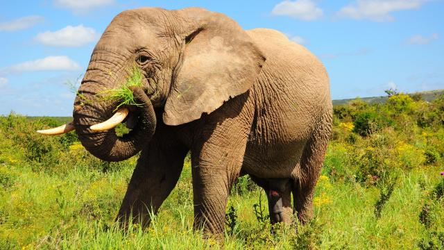 Elephants Need a Little Variety in Their Diet, Too, Poop Study Reveals