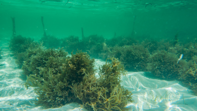 Aussie Startup Kelpy Uses Seaweed to Make Plastic a Thing of the Past