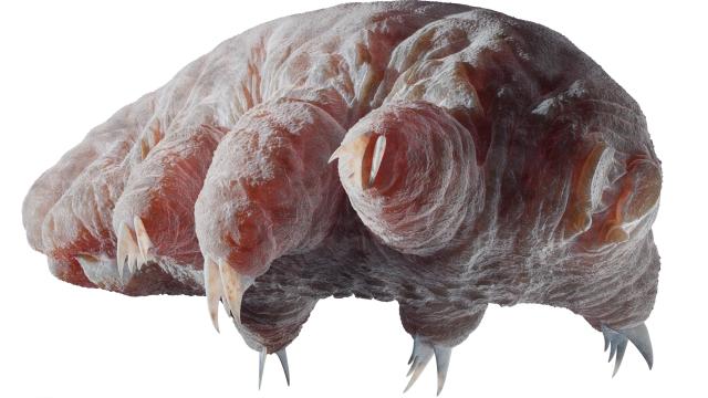 New Theory Suggests Hardy Tardigrades Evolved From Ancient Worms