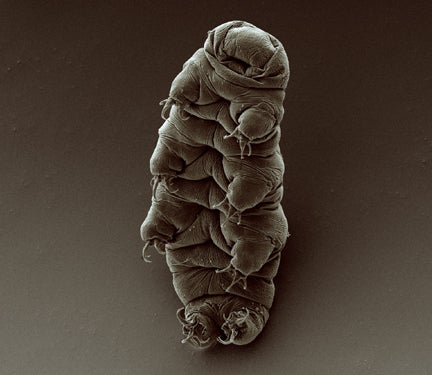 New Theory Suggests Hardy Tardigrades Evolved From Ancient Worms