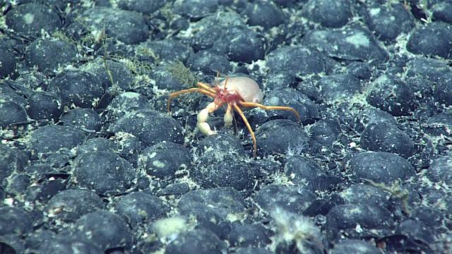 Deep-Sea Mining for EV Metals Is More Harmful Than Previously Thought