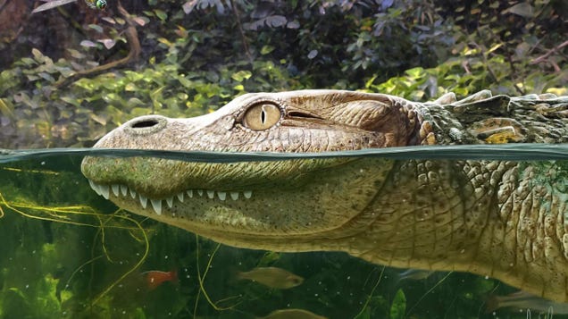 Extinct Short-Snouted Gator Munched on Snails 230,000 Years Ago