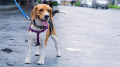 French Town to Crack Down on Dog Poop With DNA Database