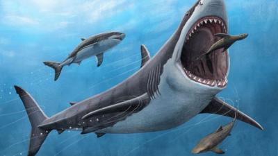 Extinct Megalodons Swam Slower to Eat More, New Research Suggests