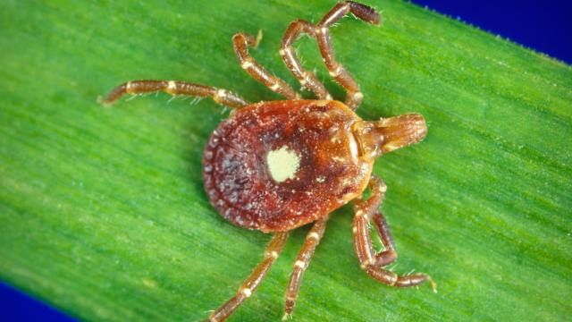 Ticks Are Giving Tons of Americans an Allergy to Red Meat