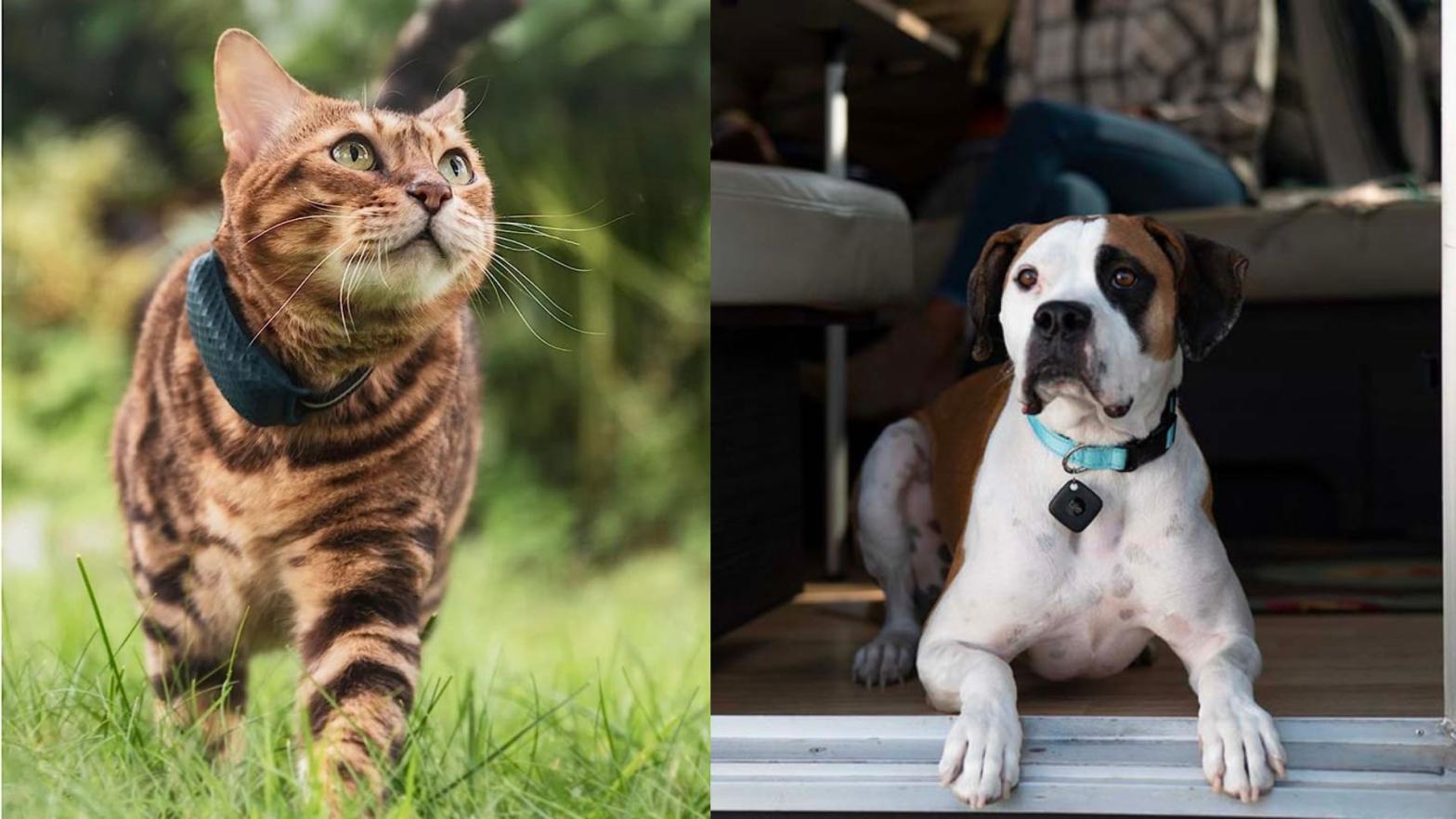 The best pet trackers for dogs and cats in Australia