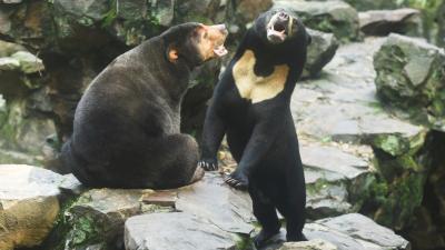 Chinese Zoo Insists Its Malayan Sun Bear Is Not Just a Human in a Costume