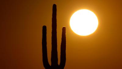 Even Cactuses Can’t Beat America’s Record Summer Heat