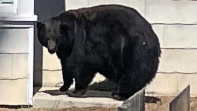 Serial Bear Burglar ‘Hank the Tank’ Captured After Invading 21 Homes