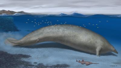 Massive Extinct Whale May Be the Heaviest Animal Ever