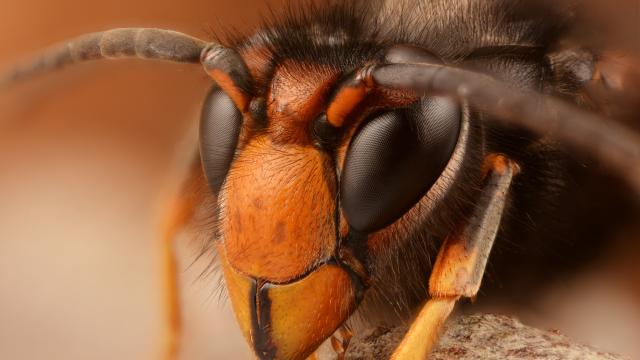 An Invasive Hornet That Murders Honeybees Has Arrived