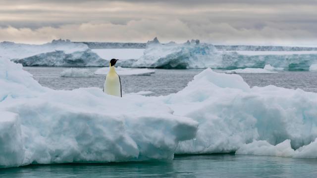 Record-Low Ice Levels in Antarctica Killed Thousands of Penguin Chicks, Study Says