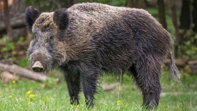 Nuclear Weapons Partly Responsible for Radioactive Wild Boars, Researchers Say
