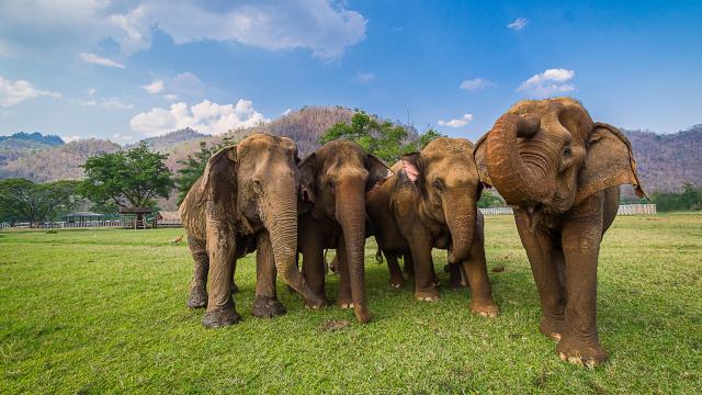 It’s Not Just You and Your Friends: Some Elephants Are Better at Puzzle Solving Than Others