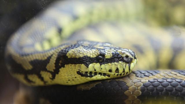 Driver Finds 7-Foot Python Sleeping on Their Engine