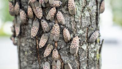 Spotted Lanternflies Are Innocent???