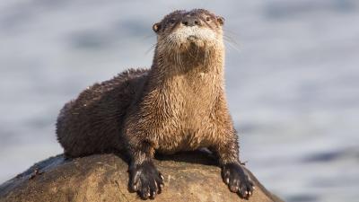 A Rabid Otter in Florida Went on a Rampage Last Week, Attacking a Man and a Dog