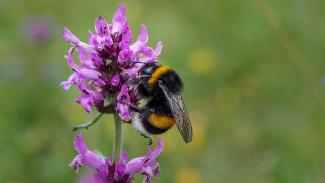 Europe’s Bumblebees Are in Big Trouble