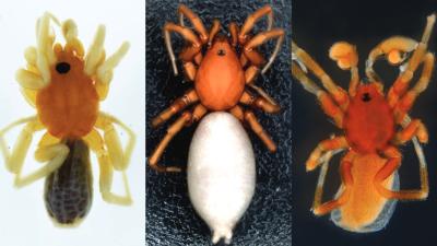Newly Discovered Spiders Get Star Trek-Inspired Names