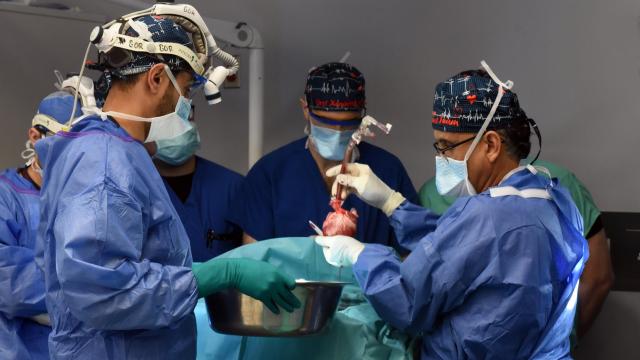 After First Setback, Second Pig Heart Transplant Provokes Cautious Optimism
