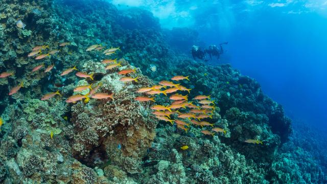 Scientists Want to Treat Coral Like Walt Disney’s Head in Futurama