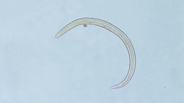 An Invasive Brain-Infecting Worm Has Made Its Way to Georgia