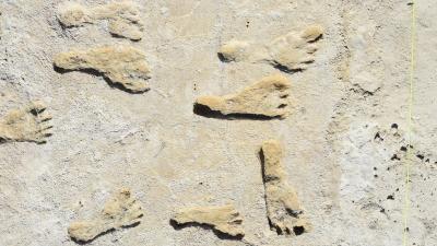 Oldest Human Footprints in North America Really Are That Old, New Dating Confirms