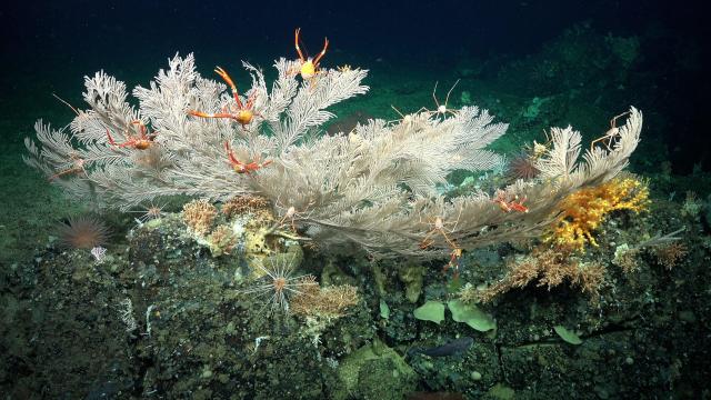 Thriving Deep-Sea Coral Reefs Discovered Near the Galápagos