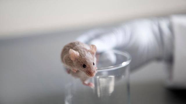 Scientists Grow Mouse Embryos in Space for the First Time