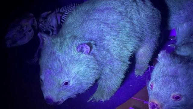 Glowing Mammals Are Really Common, Actually