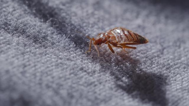 ‘No One Is Safe’: Bed Bugs Invade Paris Ahead of Olympics