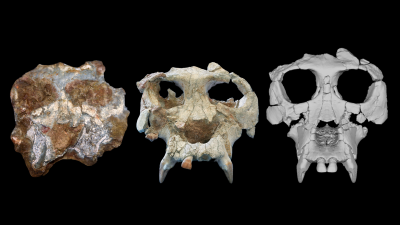 Scientists Reconstruct 12-Million-Year-Old Ape Skull