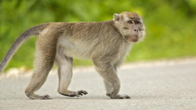 Scientists Show that Monkeys Can Live Up to 2 Years with Genetically Modified Pig Kidneys