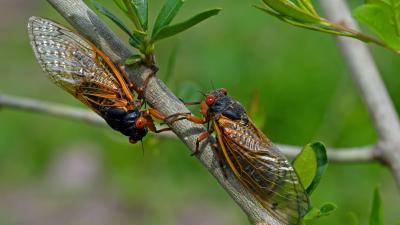 Mystery Solved: Adult Cicadas Do Eat During Their Brief Time Above Ground